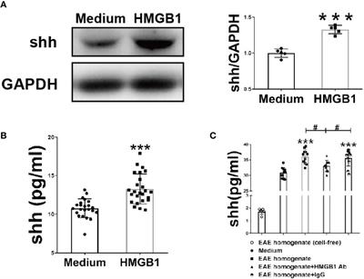 HMGB1 Promotes the Release of Sonic Hedgehog From Astrocytes